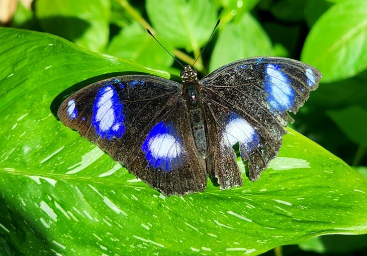 Blue Pansy kelebek türü, Konya Tropikal Kelebek Bahçesi’nde yeşil yaprak üzerinde görüntülendi.